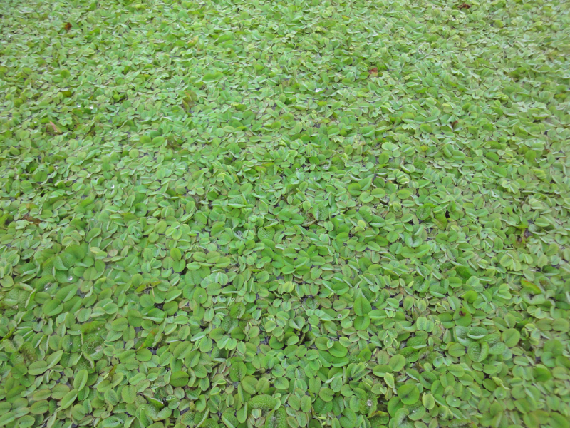 Preview: Schwimmfarn-Salvinia-natans